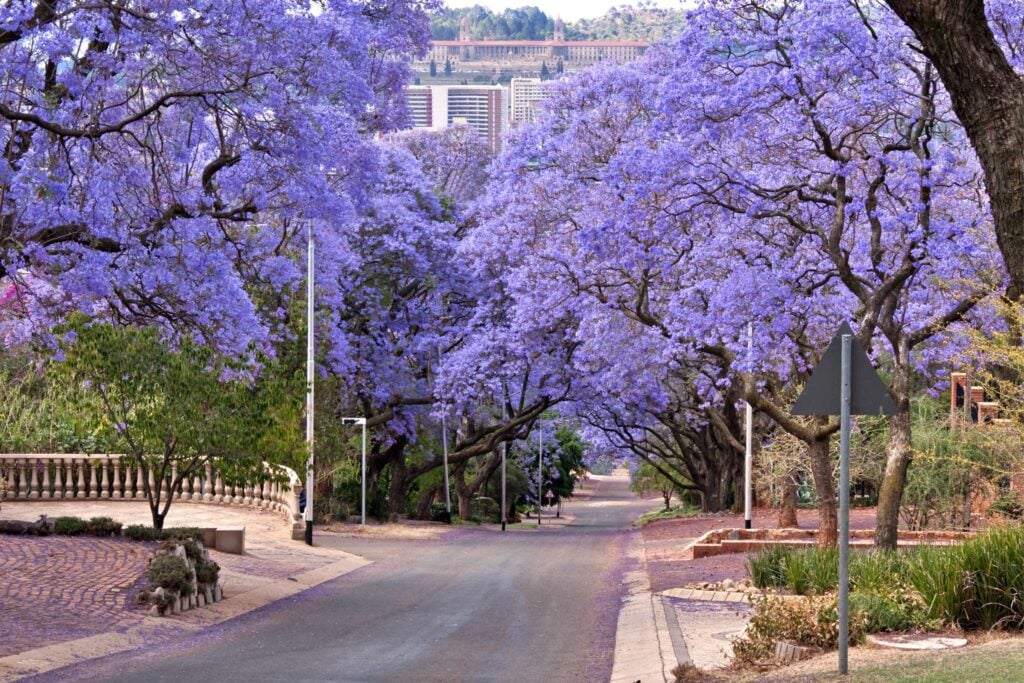 Jacaranda City - Pretoria
